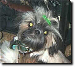 Shih Tzu Photo (10K)