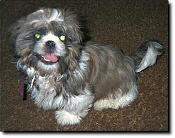 Shih Tzu Photo (16K)