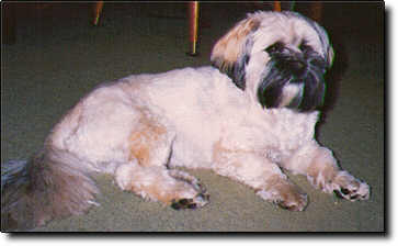 Shih Tzu Photo (11K)