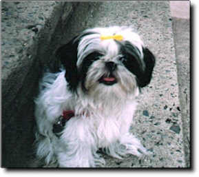 Shih Tzu Photo (13K)