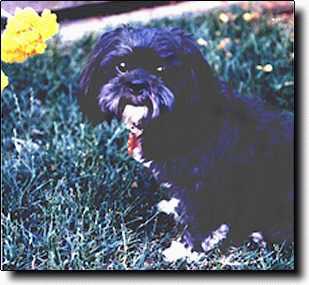 Shih Tzu Photo (16K)