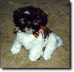 Shih Tzu Photo (11K)