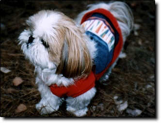 Shih Tzu Photo (14K)