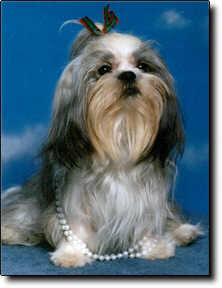 Shih Tzu Photo (10K)