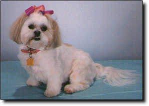 Shih Tzu Photo (8K)