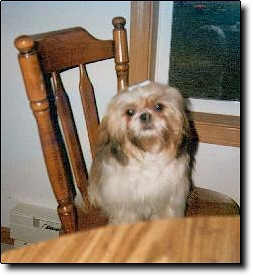 Shih Tzu Photo (12K)
