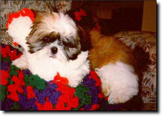 Shih Tzu Photo (15K)