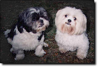 Shih Tzu Photo (12K)