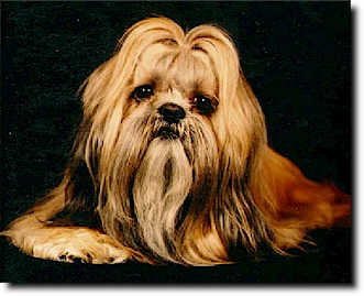 Shih Tzu Photo (16K)