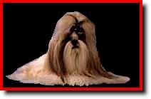 Shih Tzu Photo (15K)