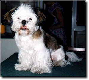 Shih Tzu Photo (11K)