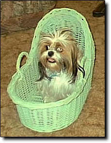 Shih Tzu Photo (15K)