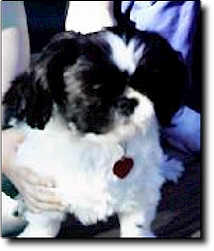 Shih Tzu Photo (9K)