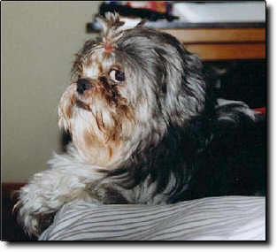 Shih Tzu Photo (14K)