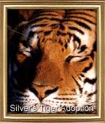 My Adopted Tiger, Sleepy
