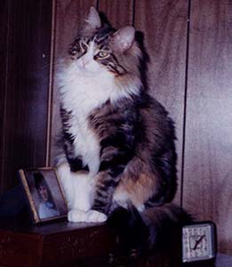 Bernie on dresser