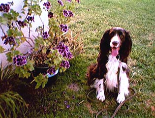 Garden E #1