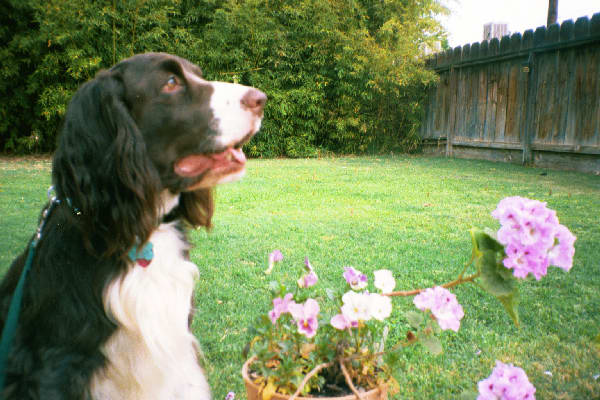 Garden E #3