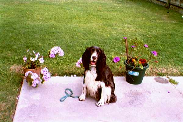 Garden E #5