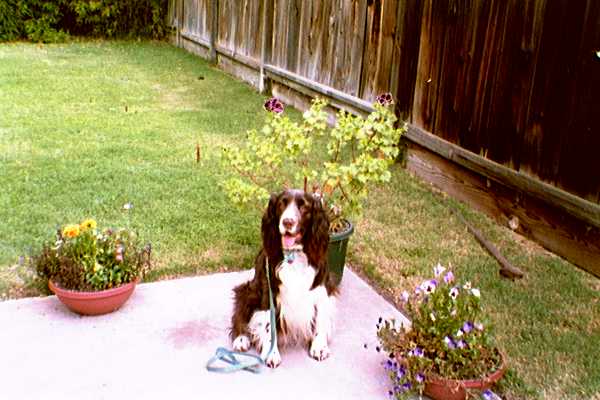 Garden E #6