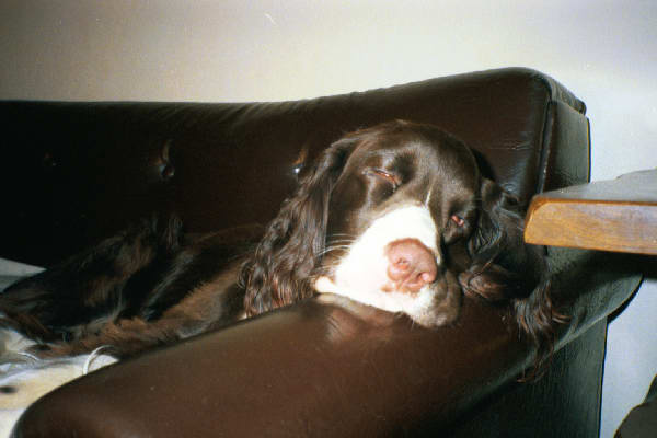 Elton snoozing