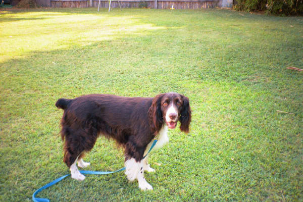 walk?