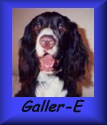 Galler-E button