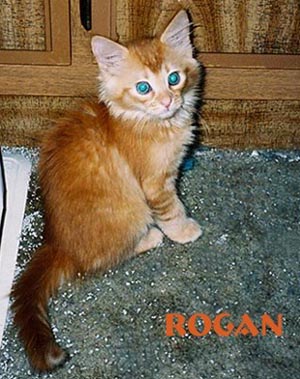Baby Rogan-9 weeks