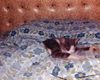 sammie in bed
