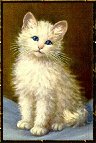 fluffy kitten