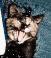 ethlyawn.gif (12854 bytes)
