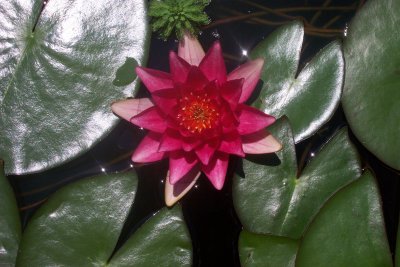 Fulgen Lily