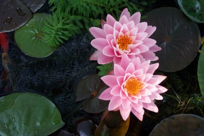 Peter Slocum Lilies