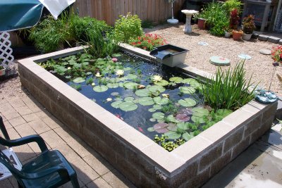 Pond Summer 2005