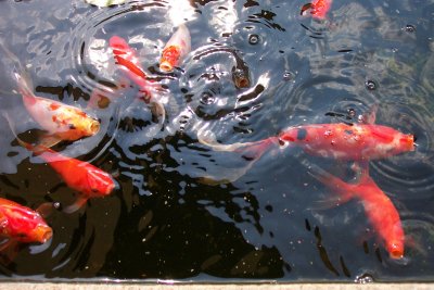 Hungry Fish