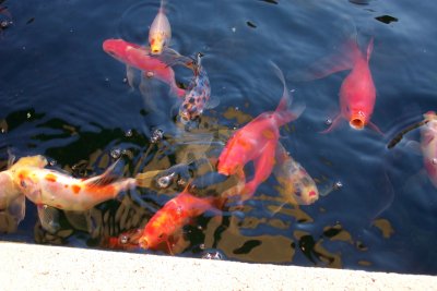More Hungry Fish