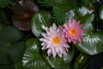 2 Peter Slocum Lilies