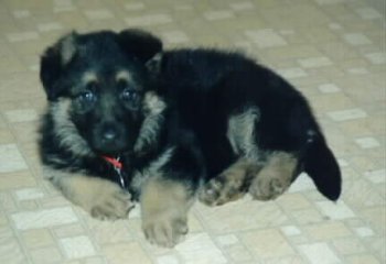 Ursa 8 Weeks Old