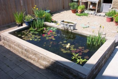 Pond Summer 2006