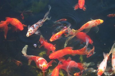 Hungry Fish