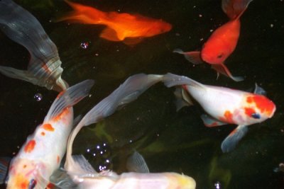 Fish In Underwater Lights