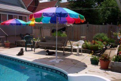 Flowers,Dogs,Pool and Pond