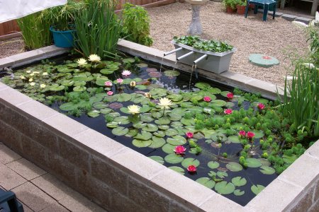 Pond