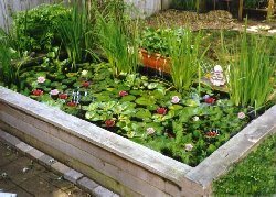 My Watergarden