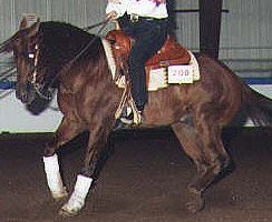 Lost/Stolen Horse