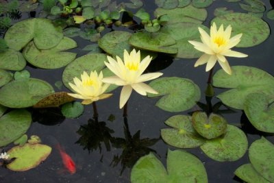 Texas Dawn Lilies