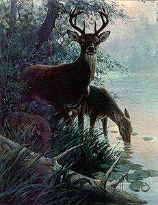 deer