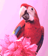 parrots