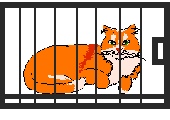 cat in cage