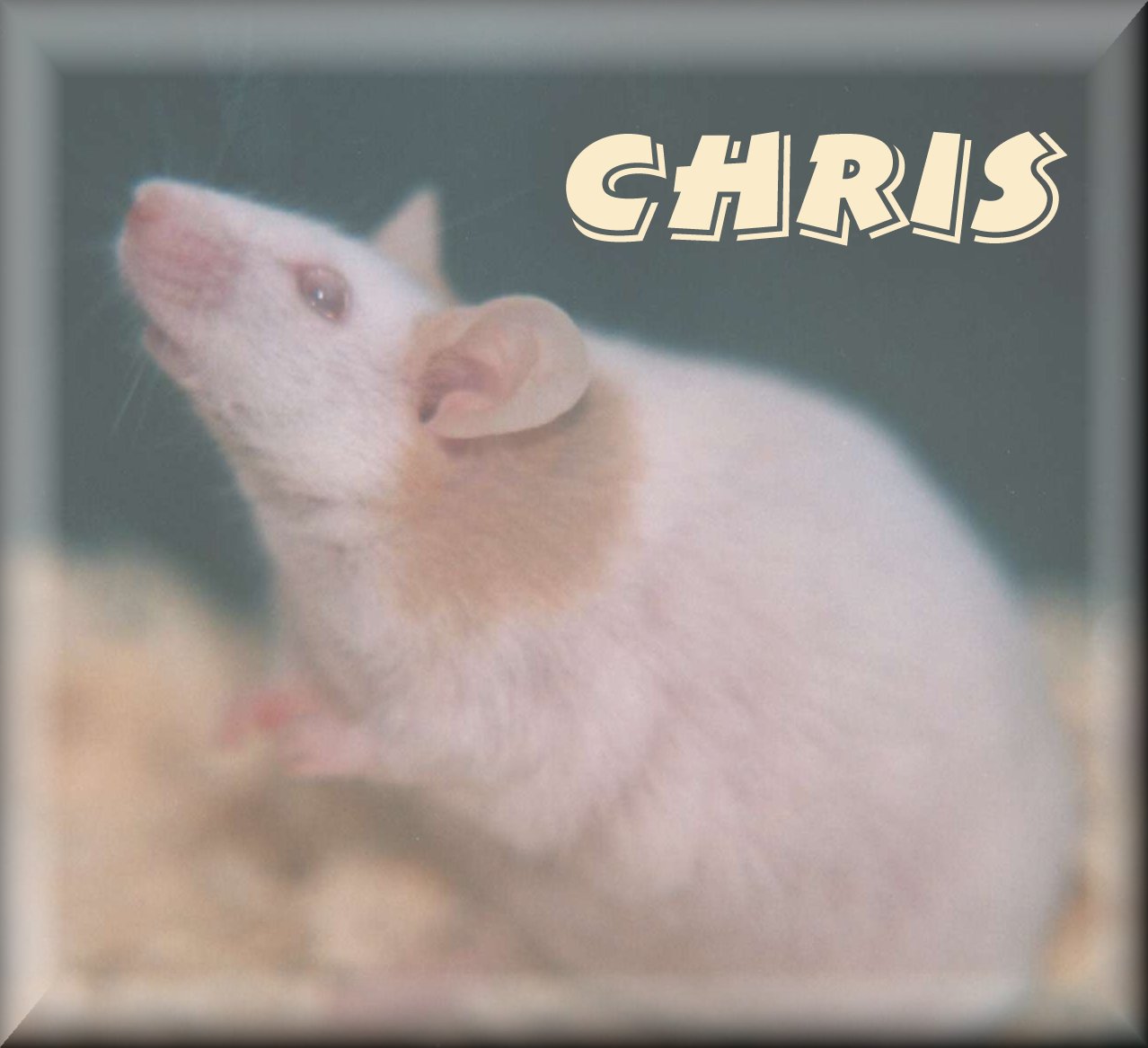 Chris